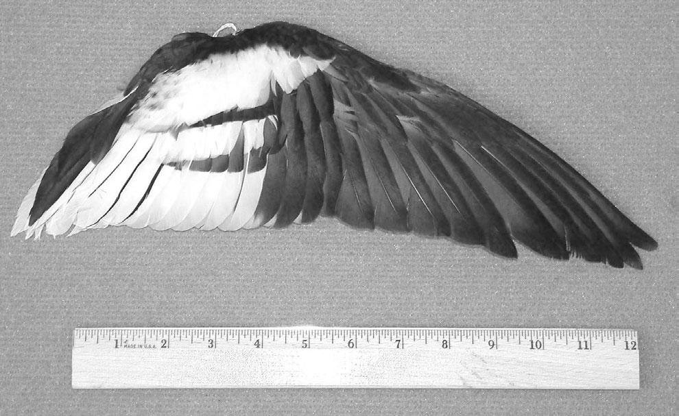 AIAA Paper 004-86 Figure. The Merganser wing. Figure 9. The chord distribution of the Seagull wing. (a) Figure 0. The twist distribution of the Seagull wing.