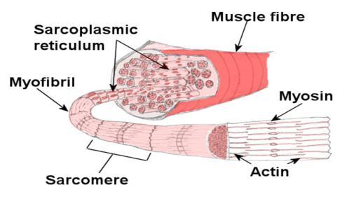 www.ijcsi.org 396 Modelling of gastrocnemius muscle using Hill s equation in COMSO