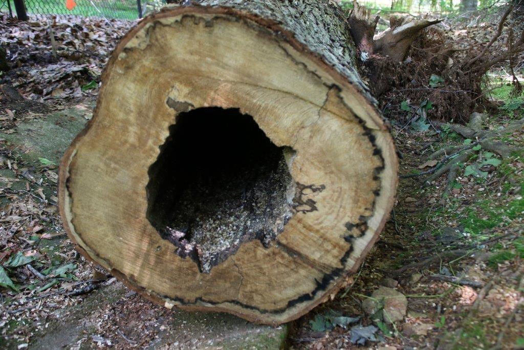 Types of Wood Decay Soft Rot: Attacks cellulose Attacks links between cell