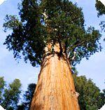 Tree: California Redwood