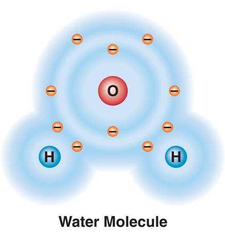 In a water molecule, each hydrogen atom forms a single covalent bond with the oxygen atom.