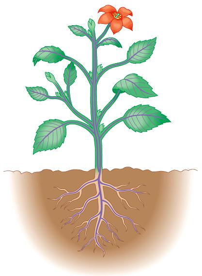 soil by roots water sugars