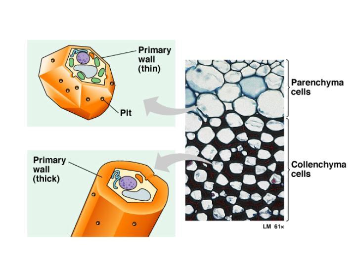 types of cells develop from parenchyma Collenchyma Collenchyma cells