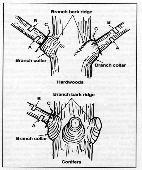 Tree Anatomy-Branches Branch collar-shoulder area where a branch joins another
