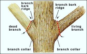 tree s crotch where the growth and development of the two adjoining limbs pushes the