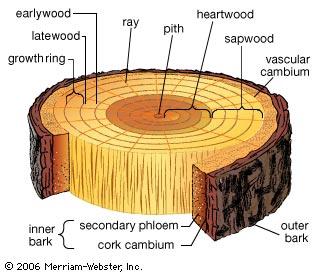 Tree Anatomy-Cells and Tissues Sapwood-xylem which functions to conduct water Heartwood-xylem which is nonwater conducting tissue - can sometimes be darker in color