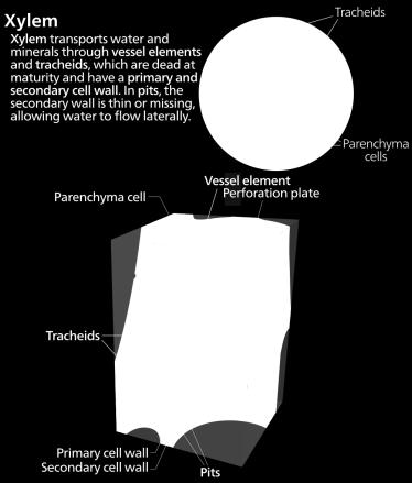 Simple tissues are made of one cell type such as parenchyma,
