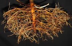 Roots Plant Cells and Tissues An