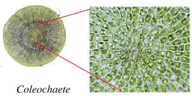 Phloem Tissue Reproductive organs Ground Tissue System Vascular plants are made up of three tissue
