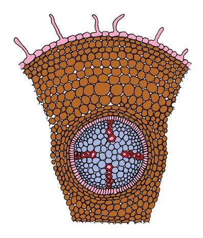 ANATOMY OF FLOWERING PLANTS 91 with intercellular spaces. The innermost layer of the cortex is called endodermis. It comprises a single layer of barrel-shaped cells without any intercellular spaces.