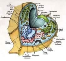 Mitochondria and chloroplasts are usually transmitted in the cytoplasm of the egg, maternally inherited.