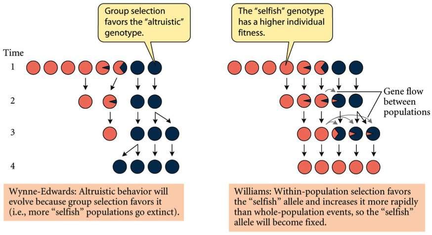 G. C. Williams: Individual Selection Note that selfish genotype becomes fixed even though it increased the rate of population extinction. (infection) G. C.