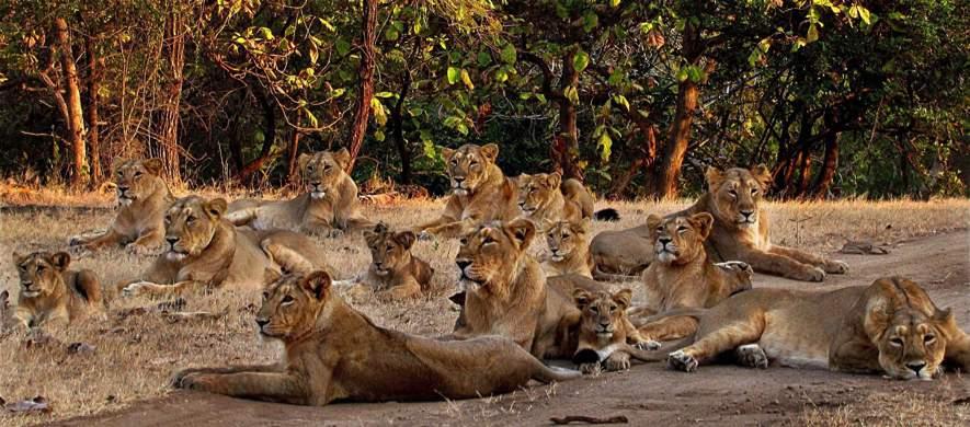 Example: Lions. Prides usually consist of closely related females and 1 male.