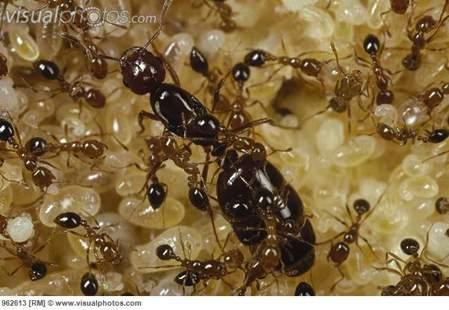single queen reproduces; 1,000 s of sterile workers maintain colony.