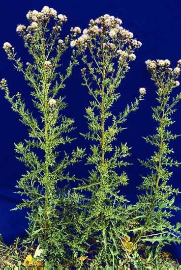 Canada thistle, Cirsium arvense Origins & identification Eurasian origin Perennial Flowering