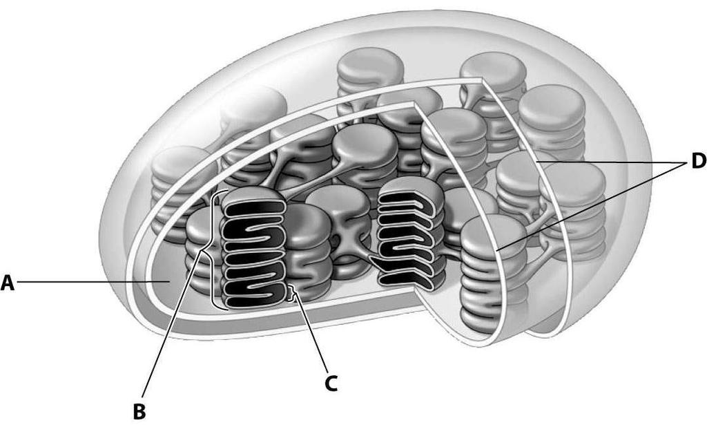 7.2 Art Questions 1) In this drawing of a chloroplast, which structure represents