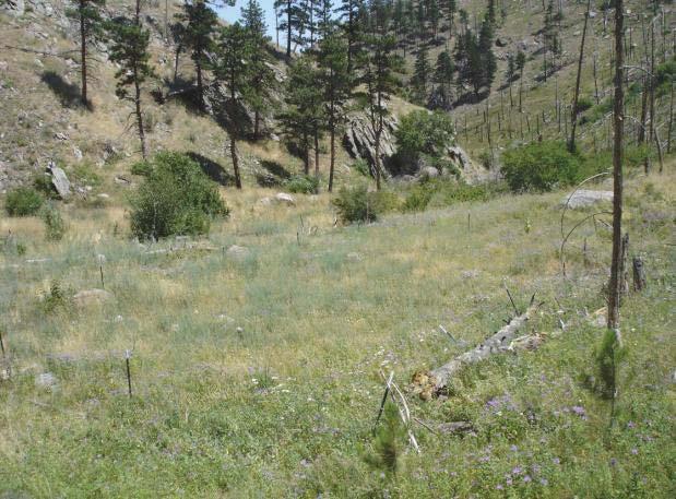 Stem densities of knapweed have Declined by ~50% in the last three years. A heavily infested site in 2007 shows the blue-green hue of the knapweed monoculture.