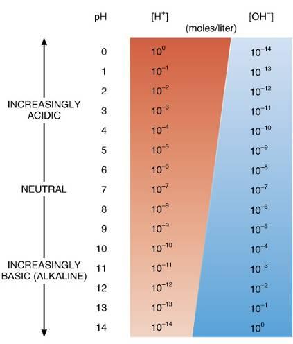 neutral (equal concentration of OH - and H + ) ph below 7 is acidic, & above