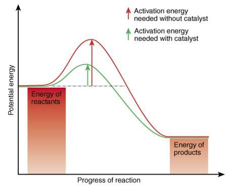 Effectiveness of Enzymes Enzymes speed up metabolic reactions by lowering the activation energy.
