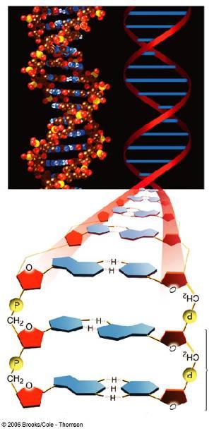 DNA Structure Huge molecules containing C, H, O, N and phosphorus Each gene of our genetic material is a piece of DNA that controls the synthesis of a specific protein A molecule of DNA is a chain of