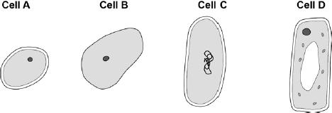 Cells Hardest The figure below shows four different types of cell. (a) Which cell is a plant cell? Give one reason for your answer. Cell... Reason.