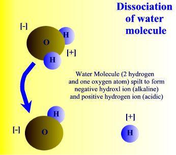 The dissociation of water and ph H 2 O H + + OH - and K w = [H + ][OH - ] / [H 2 O] = [H + ][OH - ] Where K w is the