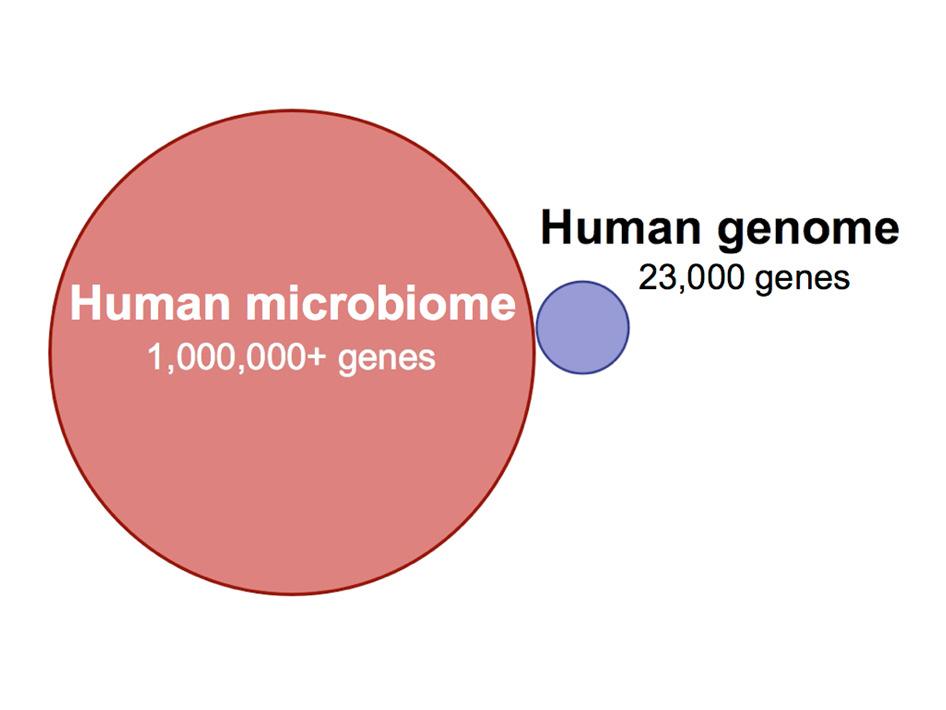 Application: the human Microbiome The microbiota
