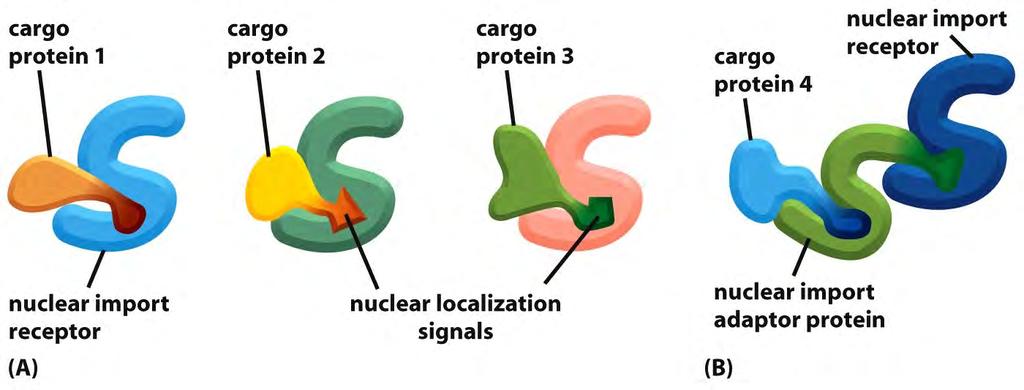 Nuclear import receptors Molecular