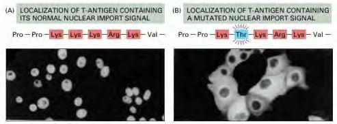 Early study of nuclear import signals Immunofluorescence of the
