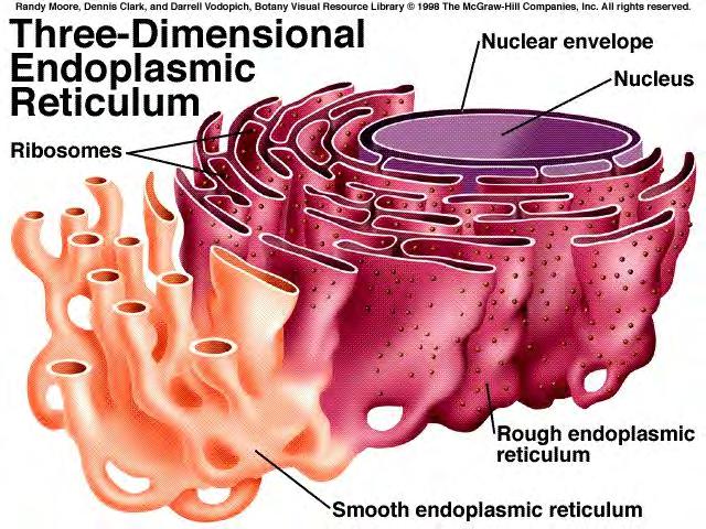 Endoplasmic Reticulum (ER) functions Protein synthesis Protein modification oligosaccharide modification Quality control: protein folding