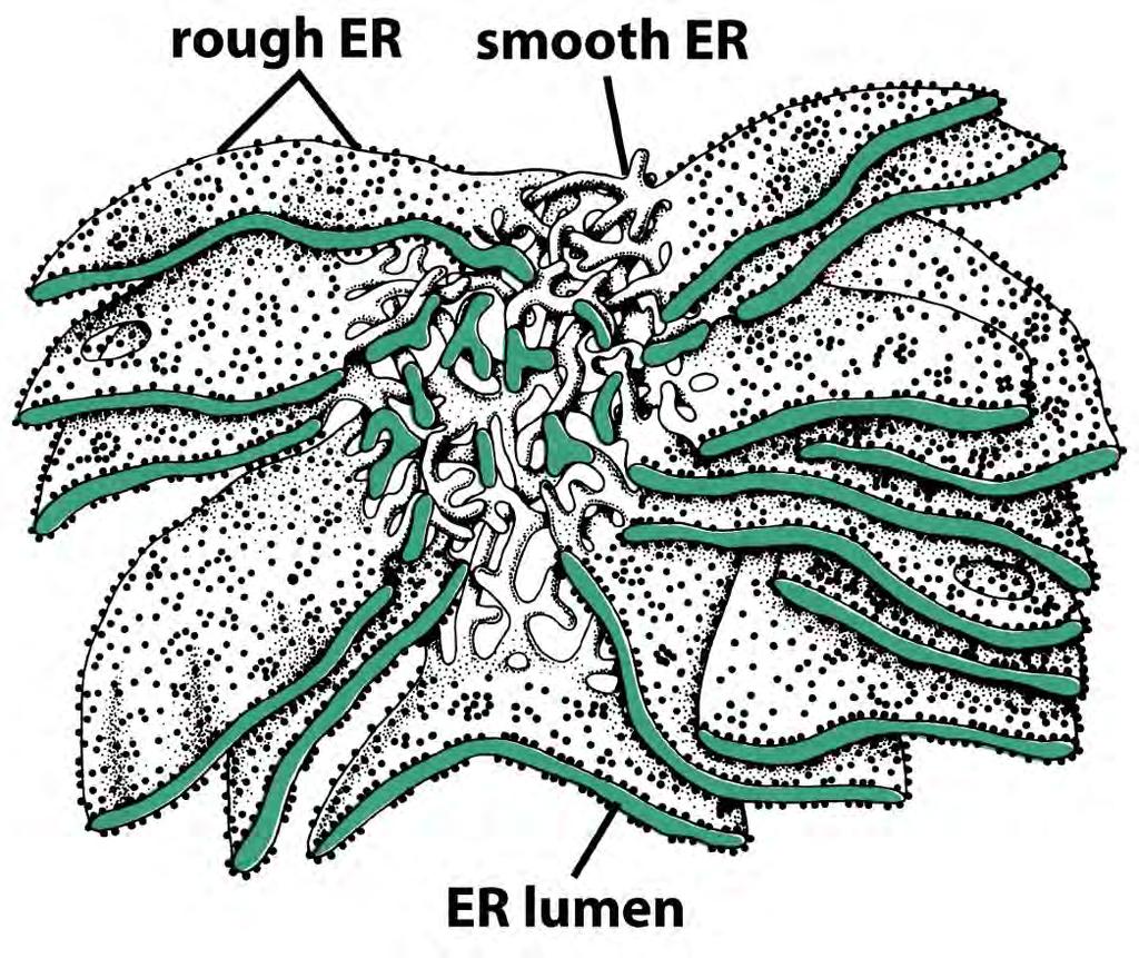 Smooth and rough ER in 3D Figure 12-36c