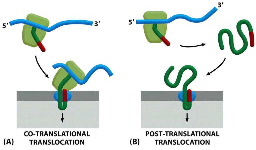 Co-translational and post-translational protein translocation