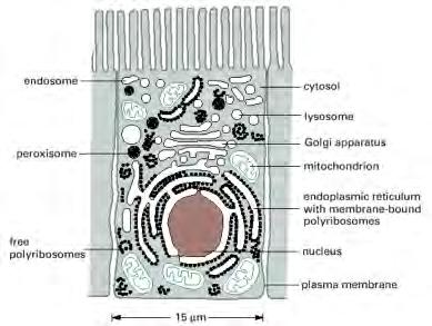 Cellular compartments Molecular