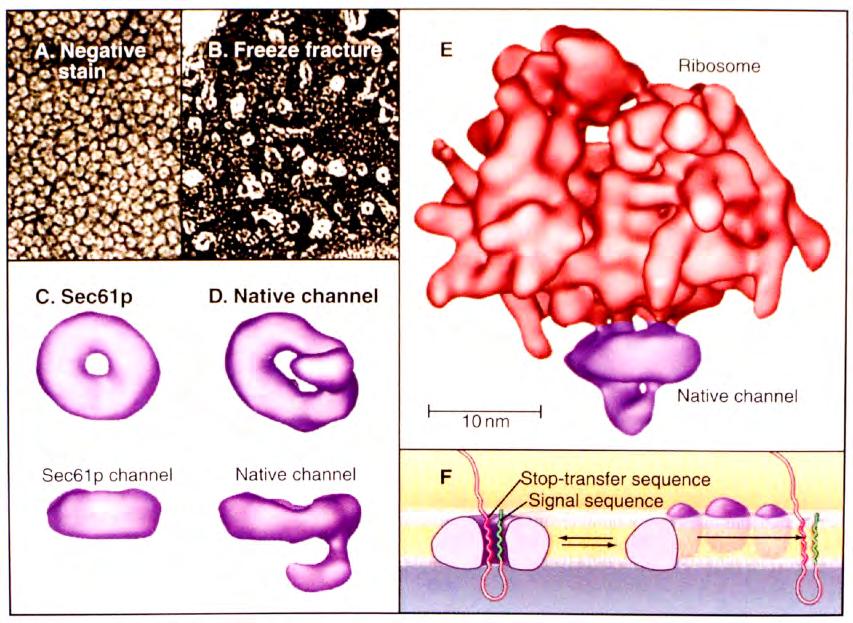 Sec61 and the ER translocon 3 subunits, multiple hydrophobic transmembrane helices protein conducting channel Sec61 associates with several TRAPs, (translocon associated protein),