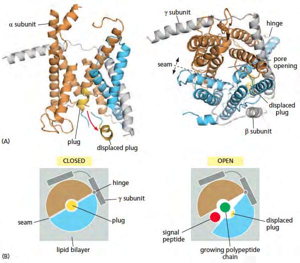 Structure of the Sec61 complex Molecular
