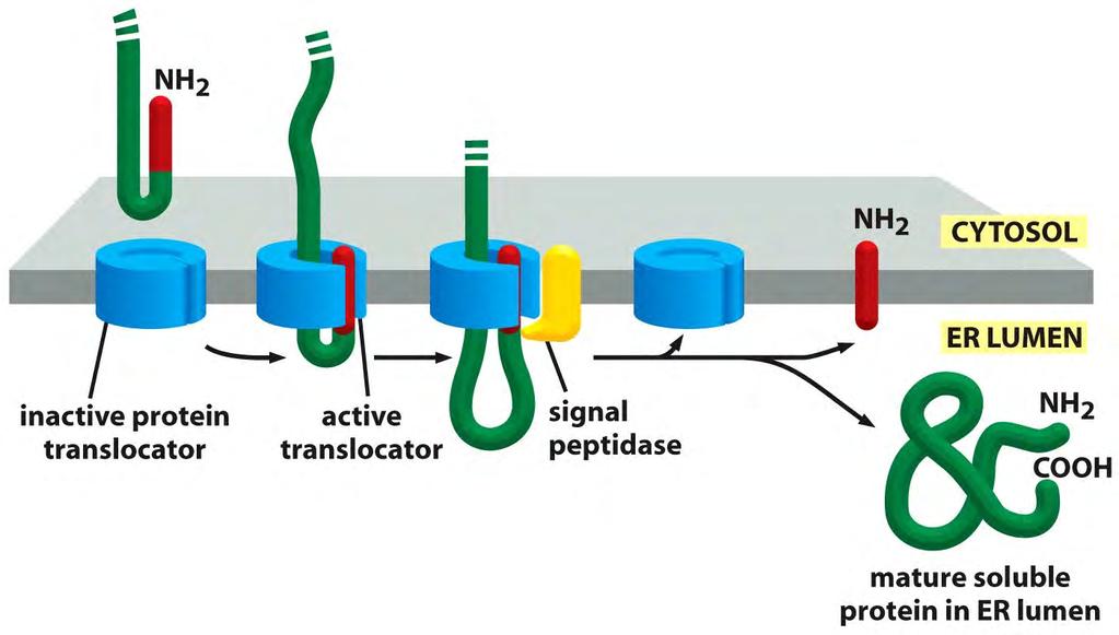 Model to explain how a soluble protein is translocated across the ER