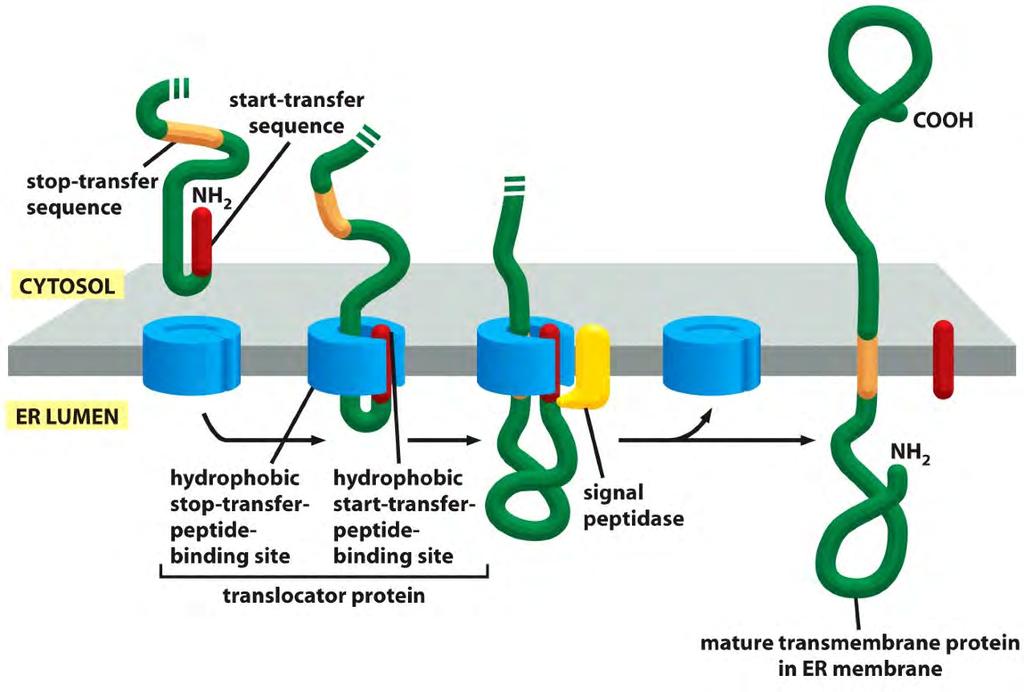 Stop-Transfer Sequences how a single-pass transmembrane protein
