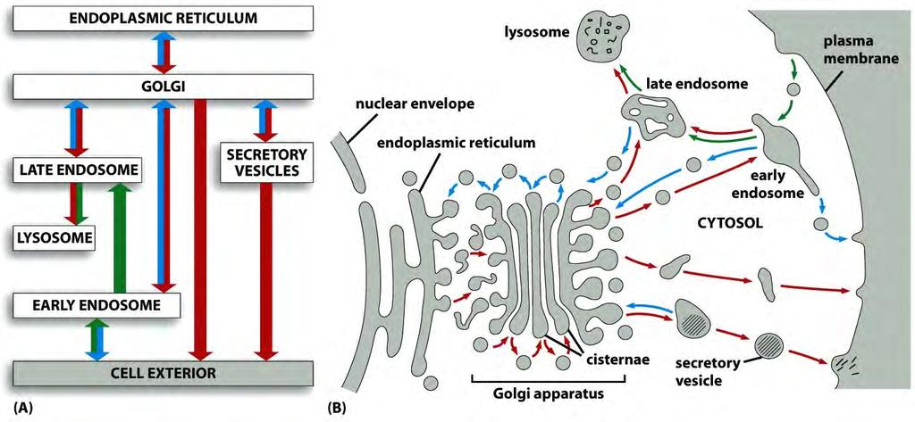Secretory and endocytic pathways Molecular