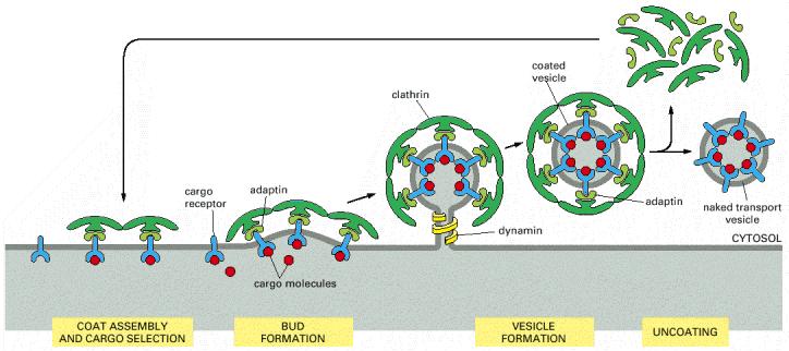 The assembly and disassembly of a clathrin coat