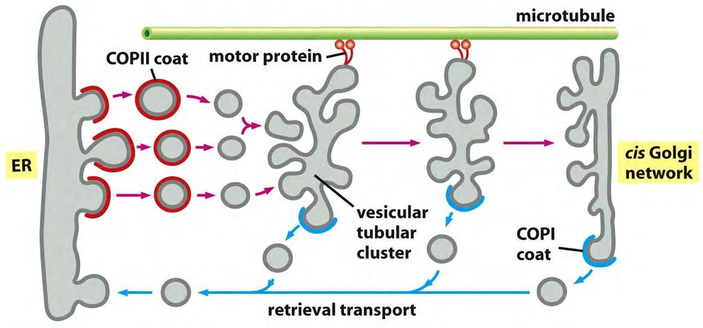 Vesicular tubular clusters transport proteins between ER