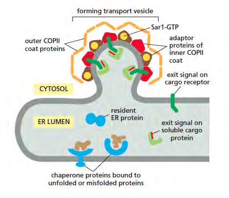 Cargo recruitment of ER vesicles Major checkpoint proteins to exit must be properly folded, complexes fully assembled Others