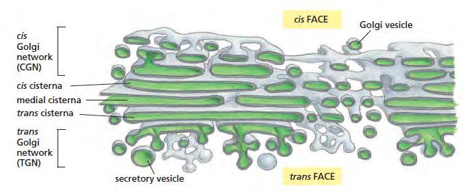 The Golgi complex cis Face is closest to ER tubular links between