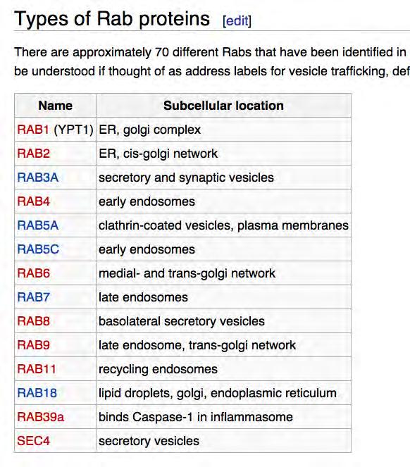 Rab proteins guide vesicle targeting