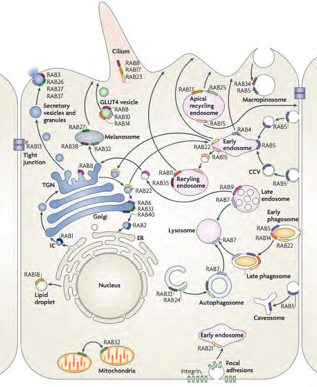 Nature Reviews Molecular Cell