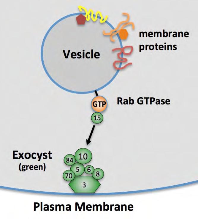 Exocyst = 8-protein complex for polarized exocytosis conserved from yeast to humans Sec15 binds to Rab GTPases on vesicles destined for exocytosis Sec10 connects Sec15 to