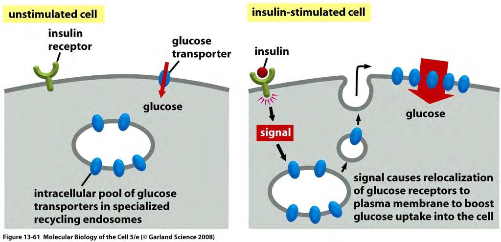 Vesicle delivery can be induced by signaling Insulin signaling quickly