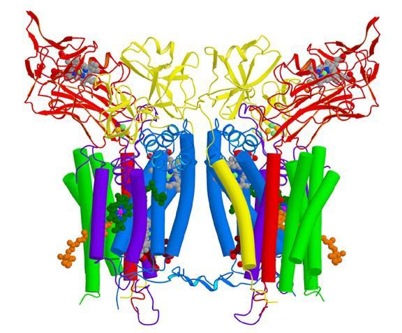 Protein Complexes A set of proteins working together as a super machine Complex member interacts with