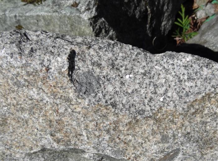 are hosted within a series of andesitic dykes and granodiorite of the Vancouver-Island plutonic