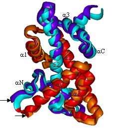 Supplementary Figure 3. Comparison of the structures of sh2b_h2a.z in the CZB complex and H2B-H2A.Z in the nucleosome.