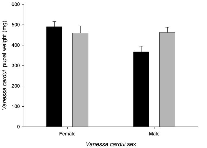 2008 THE GREAT LAKES ENTOMOLOGIST 107 Figure 2. Interaction of treatment and sex on Vanessa cardui female (left) and male (right) pupal fresh weights.